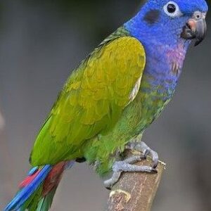 Blue-Headed Pionus Parrot for Sale in the UK