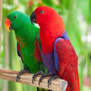 Solomon Island Eclectus for Sale in the UK