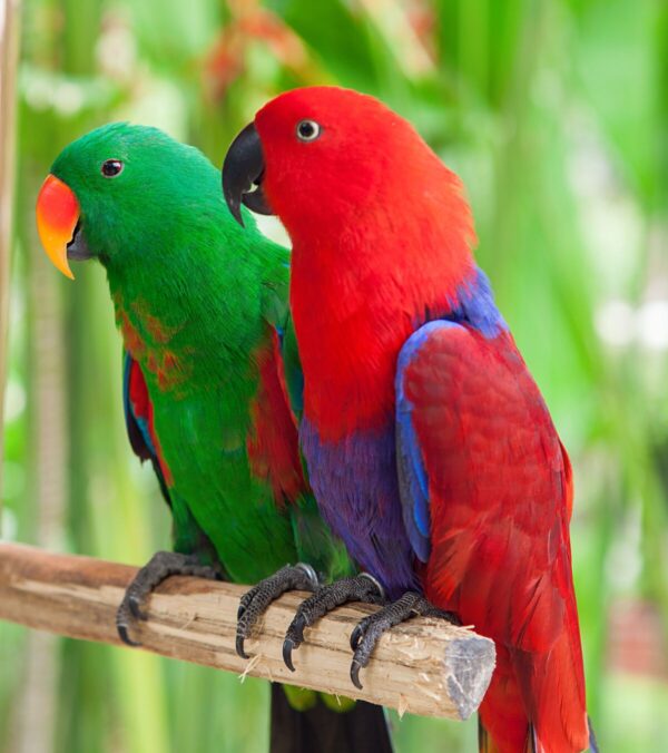 Solomon Island Eclectus for Sale in the UK