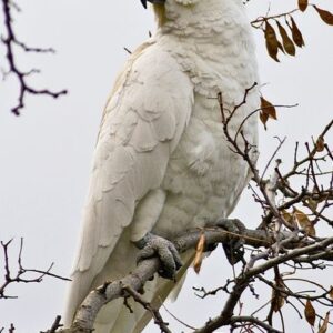 Crested Cockatoo for Sale in the UK