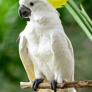 Cockatoo parrots