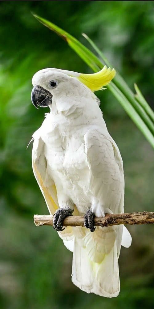 Parrot 2