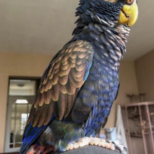 pionus parrot