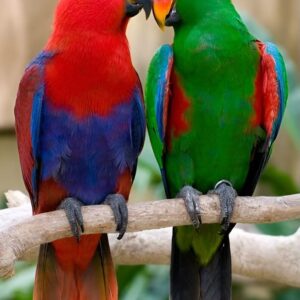 Eclectus
