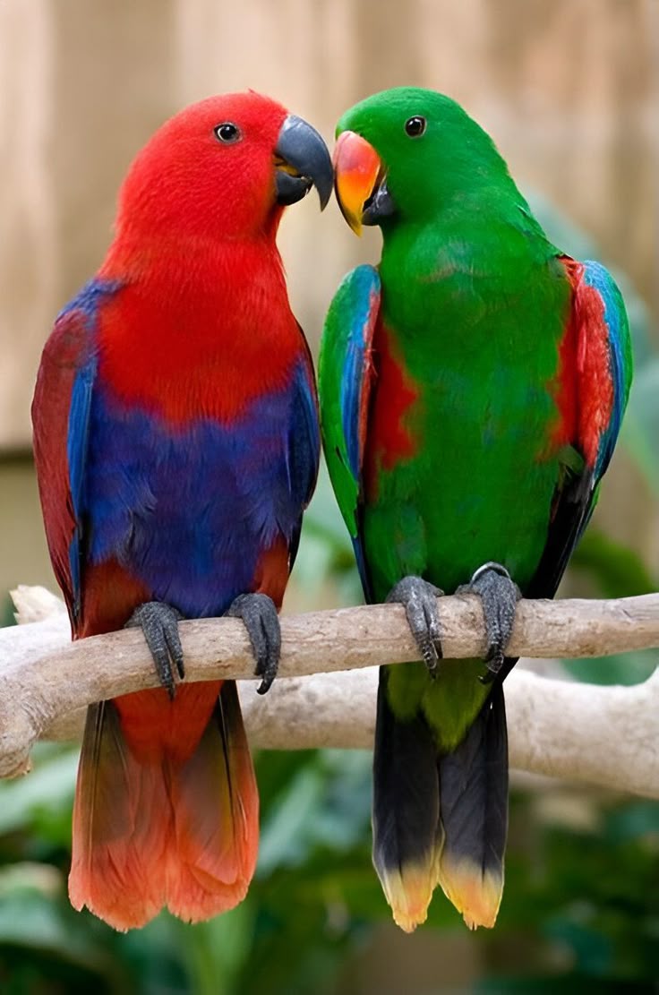Parrot 6