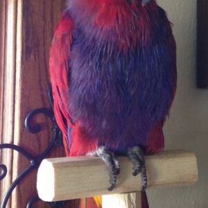 Red-Sided Eclectus Parrot for Sale in the UK