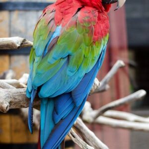 Green Winged Macaw for Sale in the UK