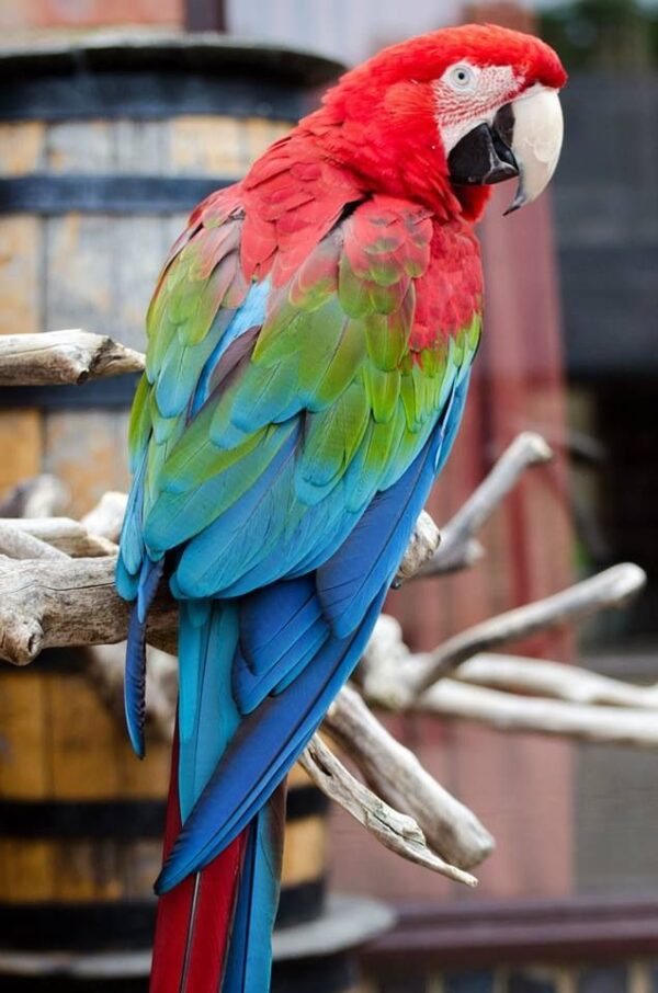 Green Winged Macaw for Sale in the UK