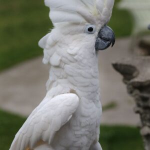 Umbrella Cockatoo for Sale in the UK