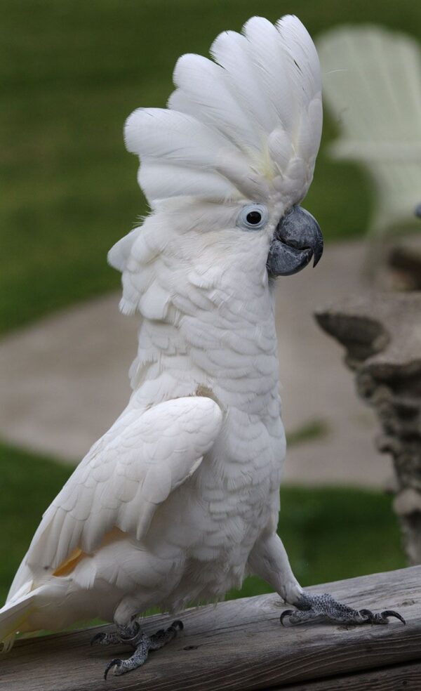 Umbrella Cockatoo for Sale in the UK
