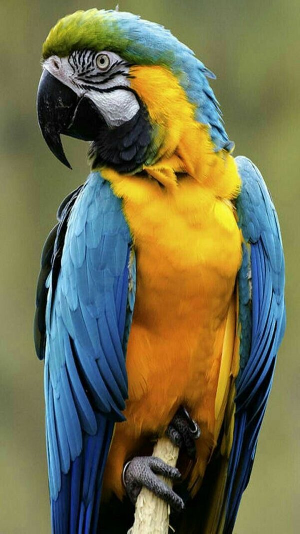 Blue and Gold Macaw for Sale in the UK