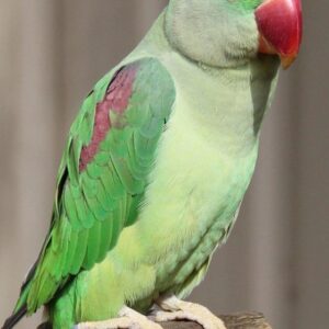 Alexandrine Parakeet for Sale in the UK