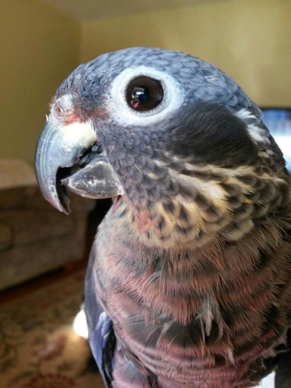 Dusky Pionus for Sale in the UK