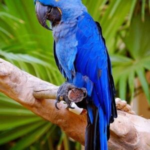 Hyacinth Macaw for Sale in the UK