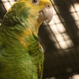 Double Yellow Headed Amazon Parrot for Sale in the UK