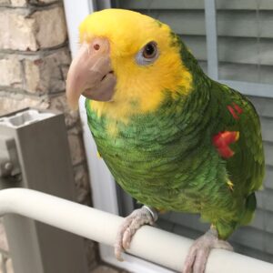 Yellow-Naped Amazon Parrot for Sale in the UK