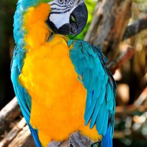 MACAW PARROT