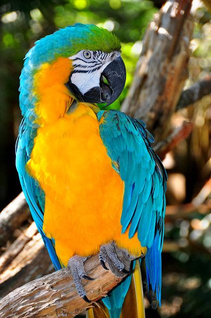 Parrot 4