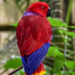 Vosmaeri Eclectus for Sale in the UK