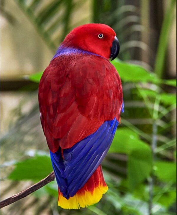 Vosmaeri Eclectus for Sale in the UK