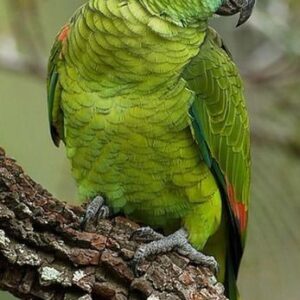 Blue Fronted Amazon Parrot for Sale in the UK