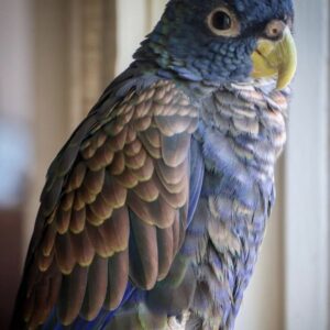 Bronze Winged Pionus Parrot for Sale in the UK