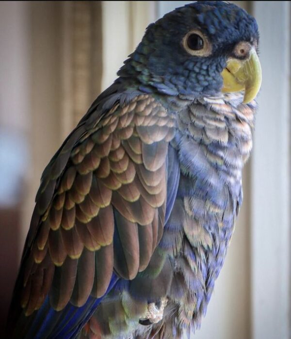 Bronze Winged Pionus Parrot for Sale in the UK