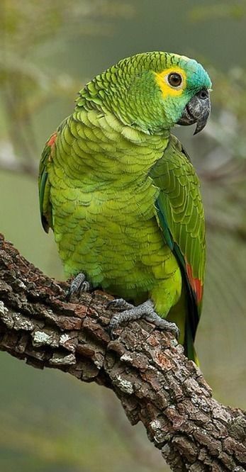 Parrot 1
