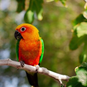 Jenday Conure for Sale in the UK
