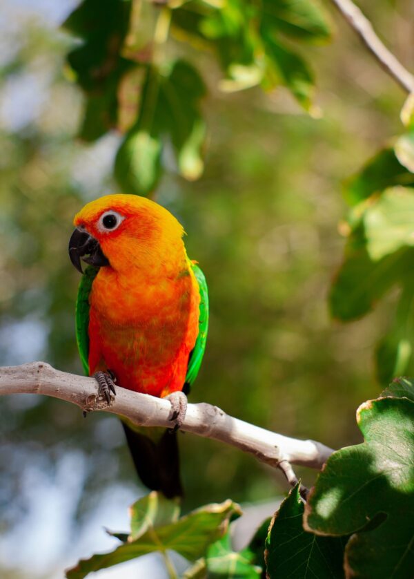 Jenday Conure for Sale in the UK