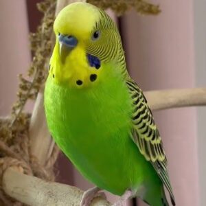 Parakeet