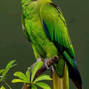 Conures
