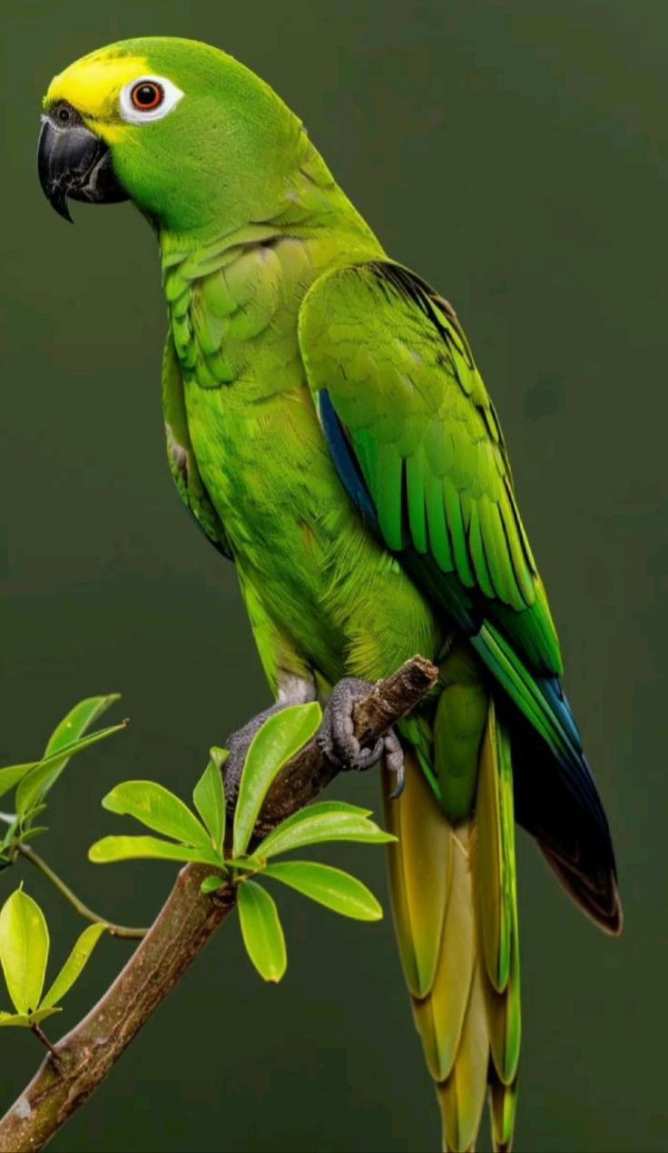 Parrot 5