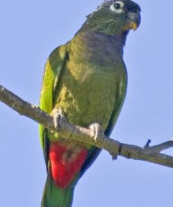 Maximilian Pionus for Sale in the UK
