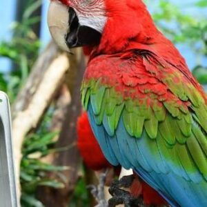 Scarlet Macaw for Sale in the UK