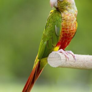 Green Cheek Conure for Sale in the UK