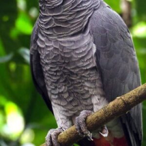 African Grey Parrot for Sale in the UK