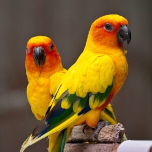 Sun Conure for Sale in the UK