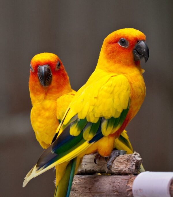 Sun Conure for Sale in the UK